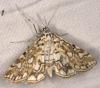 Elophila nymphaeata
